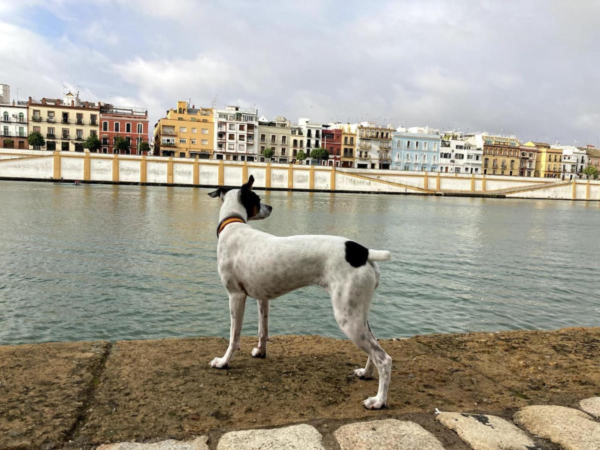 Mara Arenal Sevilla Екстер'єр фото